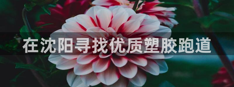 新2足球平台出租网站：在沈阳寻找优质塑胶跑道