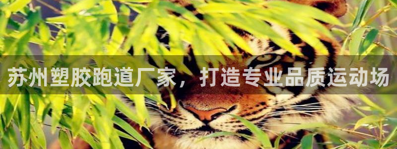 红足1世足球比分：苏州塑胶跑道厂家，打造专业品质运动场